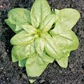 Spinacia oleracea